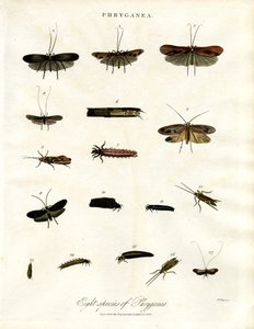 Phryganea - 鳚类 作者 约翰·帕斯