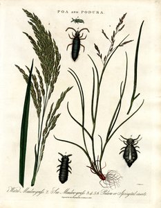 Poa 和 Podura 作者 约翰·帕斯