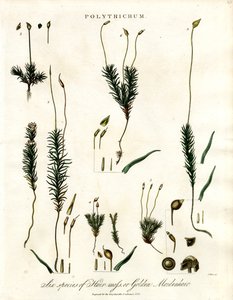 蓼属 作者 约翰·帕斯
