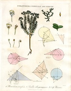 Poranthera; Porella 和 Porisms 作者 约翰·帕斯