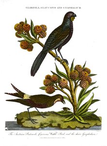 Pratincole;Glaucopis 和 Gnaphalium：奥地利 Pratincole;Cinerous Wattle Bird 和 Gnaphalium 的选择 作者 约翰·帕斯