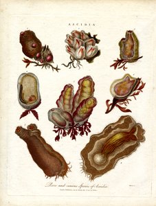 珍稀奇特的 Ascidia 种类 作者 约翰·帕斯