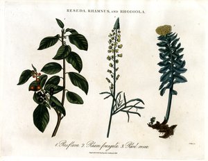 Reseda;鼠李和红景天 作者 约翰·帕斯