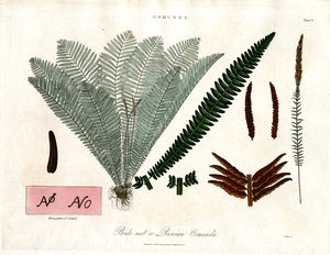 皇家蕨类（Osmunda） 作者 约翰·帕斯