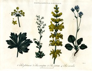 鼠尾草；虎耳草和虎耳草品种 作者 约翰·帕斯