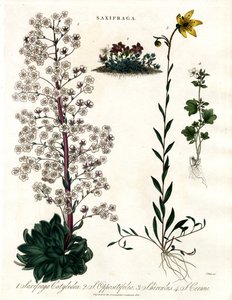 虎耳草品种 作者 约翰·帕斯