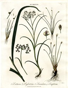 蝎尾草品种 作者 约翰·帕斯