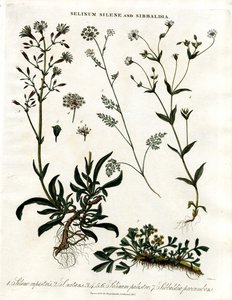 Selinum；Silene 和 Sibbaldia 作者 约翰·帕斯