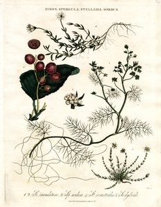 Sison Spergula; Stellaria; Sorbus 作者 约翰·帕斯
