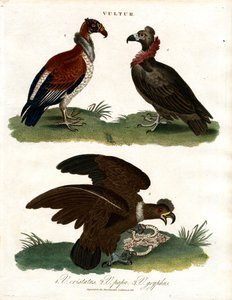 三种秃鹫（Vultur） 作者 约翰·帕斯