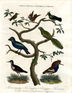 Todus;Tringa;Trochilus和Trogon 作者 约翰·帕斯