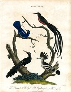 乌普帕和云克斯（胡鹦和鹩哥） 作者 约翰·帕斯