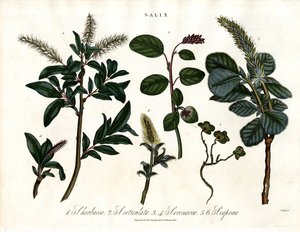 各种柳树品种（Salix） 作者 约翰·帕斯