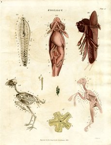 动物解剖学插图（图版 XV） 作者 约翰·帕斯