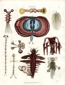 动物学 Pl.III：各种无脊椎动物的解剖插图 作者 约翰·帕斯