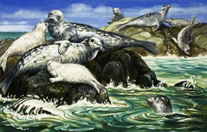 我们的海洋朋友--海豹