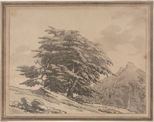 森林树木的一般性特征分枝和叶片的轮廓描述：雪松，1789年。 作者 约翰·罗伯特·科森斯