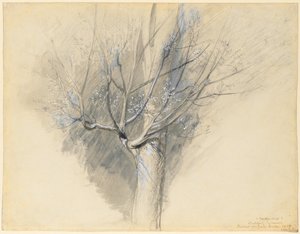 花蕾无花果c。 1876年。 作者 约翰·拉斯金