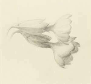 Cowslip Bells，可能是1871年。 作者 约翰·拉斯金