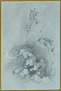 常青藤 "牛津常春藤"，1852年 作者 约翰·拉斯金