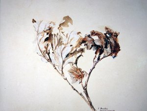 橡树叶的研究 作者 约翰·拉斯金