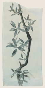 柳叶研究》，约 1857 年（纸上铅笔和水彩） 作者 约翰·拉斯金