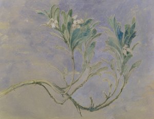 一种桃金娘树的枝条的研究，1877年（笔和棕色墨水和铅笔在纸上用白色加高） 作者 约翰·拉斯金