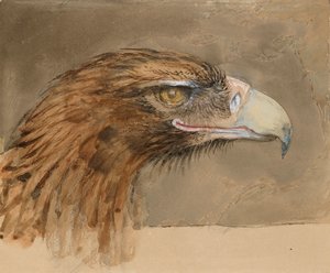 普通金雕的头部，来自《生活》，1870年9月8-11日。 作者 约翰·拉斯金