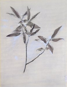1878年后在维罗纳采集的干燥橄榄喷雾的表面下层 作者 约翰·拉斯金