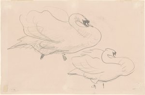 一个天鹅的研究，1880-1900年。 作者 约翰·辛格·萨金特
