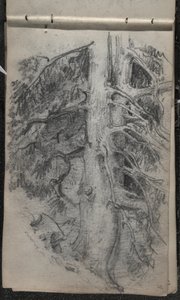 一棵树的研究，1871-72（石墨在黑白的编织纸上） 作者 约翰·辛格·萨金特