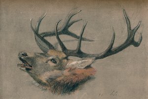 雄鹿头的研究》，约1901年 作者 约翰悉尼钢铁公司