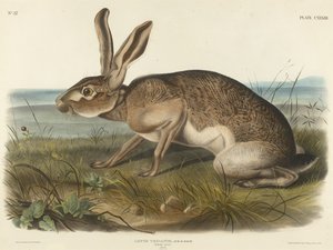 Texian Hare，1848年（编织纸上的手工彩色版画） 作者 约翰·鲍恩