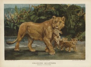 更衣室：母狮移动她的幼崽（chromolitho） 作者 约翰·特里维特（John Trivett）Nettleship