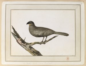 库克船长第三次航行于 1777 年 2 月 12 日至 25 日访问新西兰期间绘制的荆棘鸟图。 作者 约翰·韦伯
