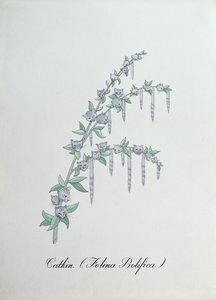 柔荑花序（Felina Prolifica.），插图选自约翰-威尔的《植物学怪谈》。 作者 约翰·威尔