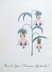 Fleur de Lysia（Parisiana Spectacula。），约翰·威尔《植物学伪书》中的插图 作者 约翰·威尔