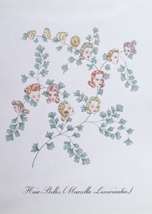 Hair-Belles (Marcella Luxuriantia)，插图来自约翰·威尔的《植物学伪书》 作者 约翰·威尔