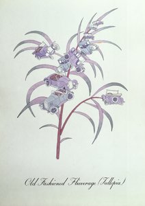 老式 Flivverage（Fallopia。），插图来自约翰·威尔的《植物学伪书》 作者 约翰·威尔