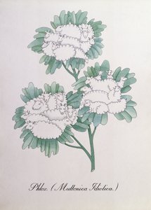 福禄考。 （Muttonica Idiotica），约翰·威尔《植物学伪书》中的插图 作者 约翰·威尔