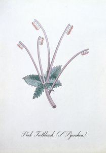 粉红色牙刷（L