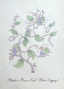 水管工的房子韭菜（水滴），插图来自约翰·威尔的《植物学伪书》 作者 约翰·威尔