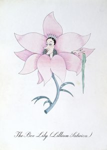 蜜蜂百合（Lillium Satirica.），插图选自约翰-威尔（John Weir）的《植物学怪谈》（The Bogus Book of Botany）。 作者 约翰·威尔