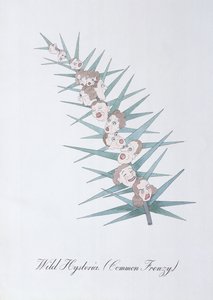 野性的歇斯底里（常见的狂热），插图选自约翰-威尔的《植物学怪谈》。 作者 约翰·威尔