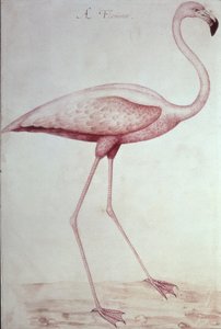 火烈鸟（绘画） 作者 约翰怀特