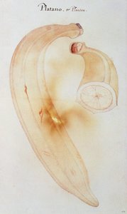角大蕉 作者 约翰怀特