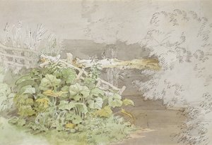 通过阴影流（纸笔和墨水在纸上）对接植物 作者 约翰·怀特·雅培