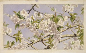 Apple Blossoms，c.1874（纸上写着） 作者 约翰·威廉·希尔