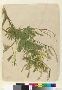 相思，1805（wc，钢笔，墨水和铅笔） 作者 约翰·威廉·莱温