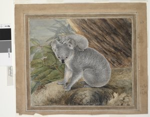 考拉和年轻人，1803年，JW Lewin，1803年（wc＆gouache）